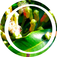 clove-flor