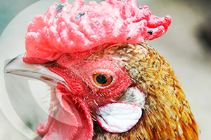 BLOG-ESTRES-2-LIDERVET