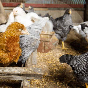 GALLINA-BLOG_LIDERVET