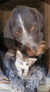 GATIGOS-BLOG_LIDERVET