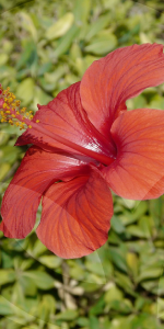 HIBISCUS-JARDIN-BLOG_LIDERVET