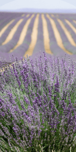 LAVANDA-JARDIN-BLOG_LIDERVET
