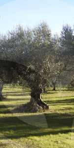 OLIVO-JARDIN-BLOG_LIDERVET