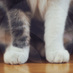 PATAS_GATO-BLOG_LIDERVET