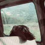 PERRO_COCHE-BLOG_LIDERVET