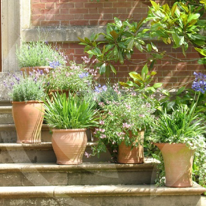 macetas-BLOG_LIDERVET