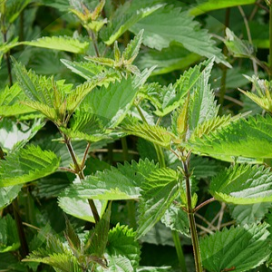 ortigas-BLOG_LIDERVET