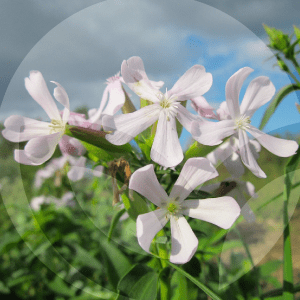 saponaria-BLOG_LIDERVET