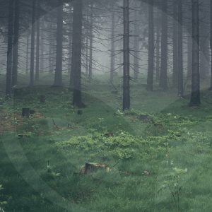 BOSQUE-BLOG_LIDERVET