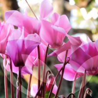 CICLAMEN-BLOG_LIDERVET