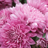 CRISANTEMOS-BLOG_LIDERVET