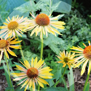 equinacea-BLOG_LIDERVET