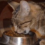 GATO-COMIENDO-BLOG_LIDERVET