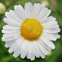 MARGARITA-BLOG_LIDERVET