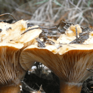 NISCALOS-BLOG_LIDERVET