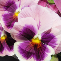 PENSAMIENTO-BLOG_LIDERVET