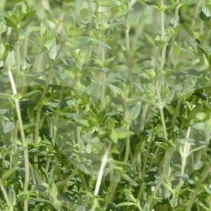 tomillo-BLOG_LIDERVET