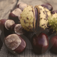 CASTAÑA-BLOG_LIDERVET