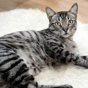 GATO-MANTA-BLOG_LIDERVET