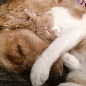 PERRO_GATO-BLOG_LIDERVET