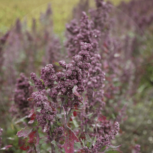 quinoa-1-BLOG_LIDERVET