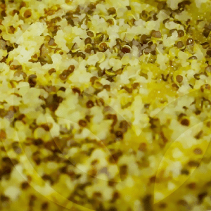 quinoa-3-BLOG_LIDERVET