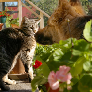 masc-2-BLOG_LIDERVET