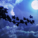 LUNALLENA-BLOG_LIDERVET