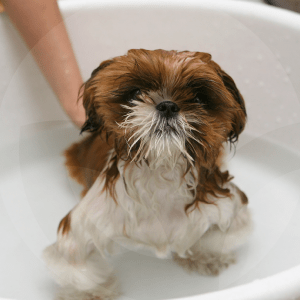 perro_bano-BLOG_LIDERVET