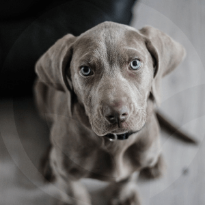 perro-1-BLOG_LIDERVET