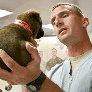 perro-3-BLOG_LIDERVET