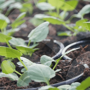 plantel-BLOG_LIDERVET