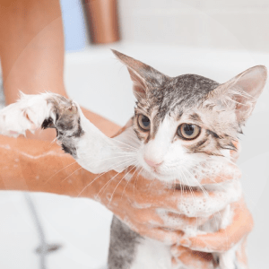 gato-ducha-BLOG_LIDERVET