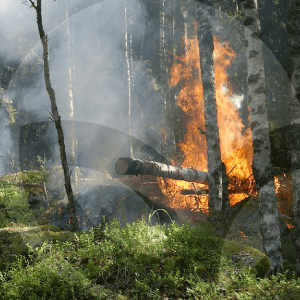 incendio-BLOG_LIDERVET