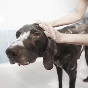 perro-ducha-BLOG_LIDERVET