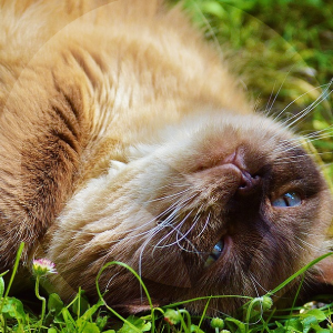 pulgas-gato-BLOG_LIDERVET