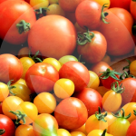 tomate-BLOG_LIDERVET
