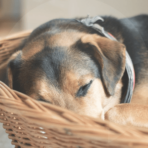 perro-dormir-BLOG_LIDERVET