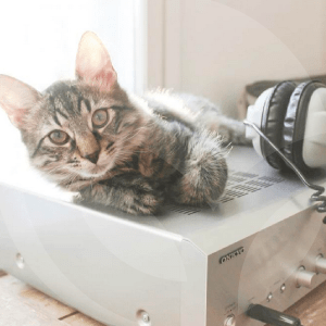 gato-casa-blog_lidervet