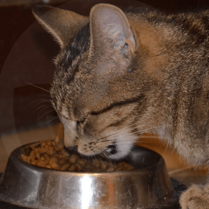 gato-comer-blog_lidervet