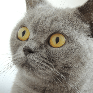 gato-2-blog_lidervet