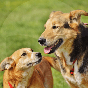 perros-blog_lidervet